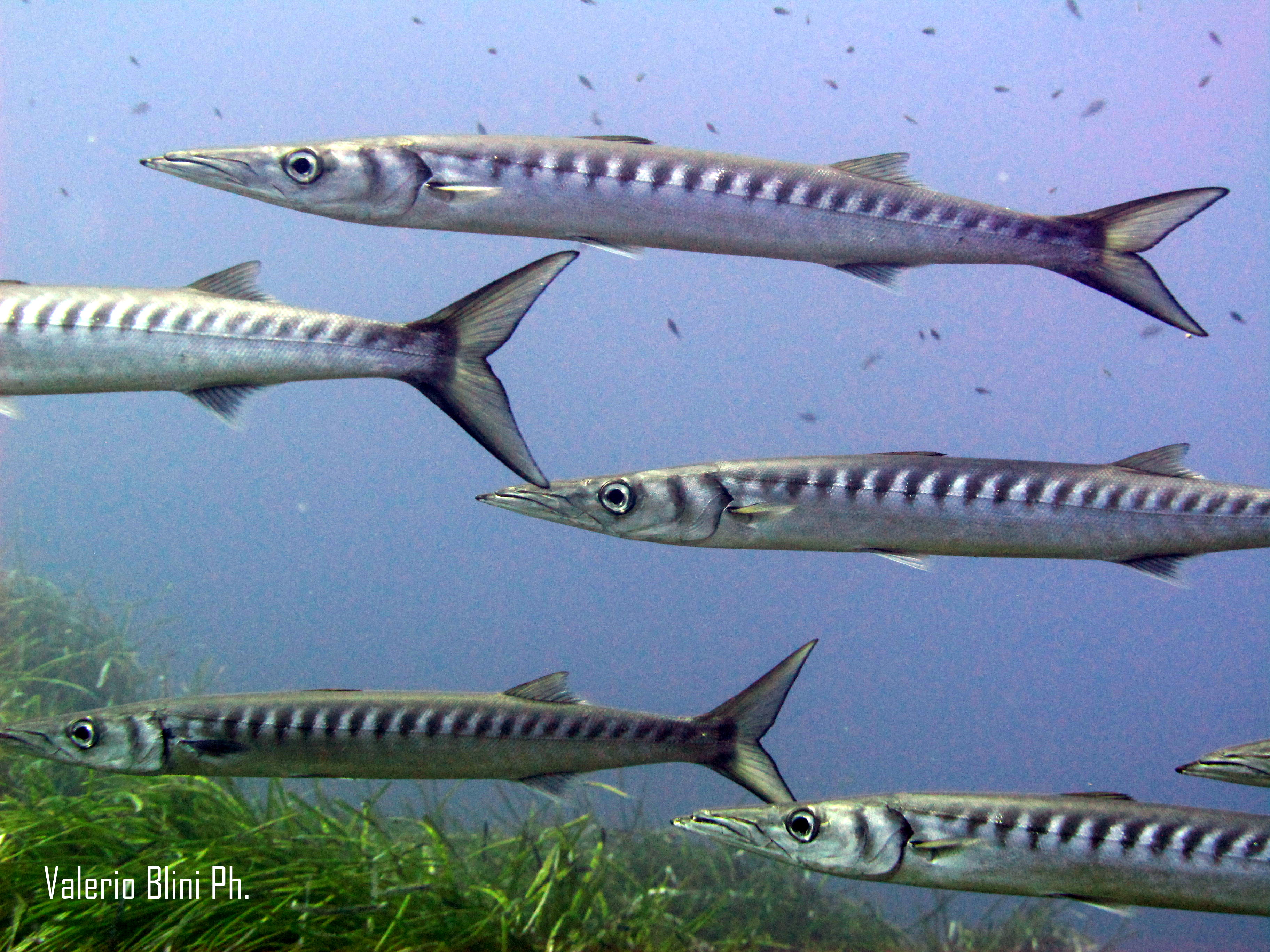 Barracuda - Double Arch - Gozo